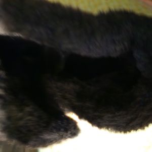 Luxurious Black Winter Boots